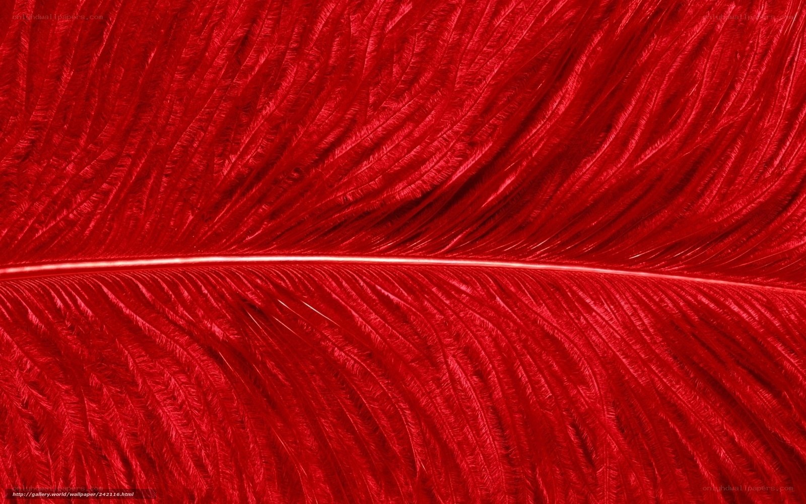 Close-up of a red feather