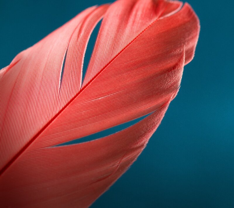 Close-up of a Red Feather — Calm