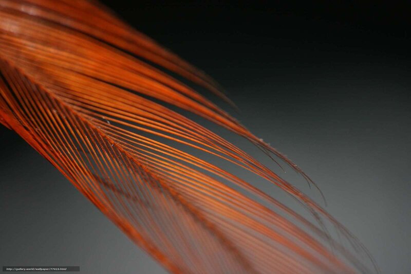 Close-up of a red feather