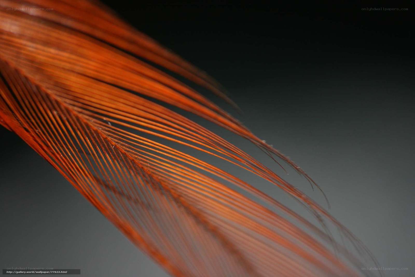 Close-up of a red feather