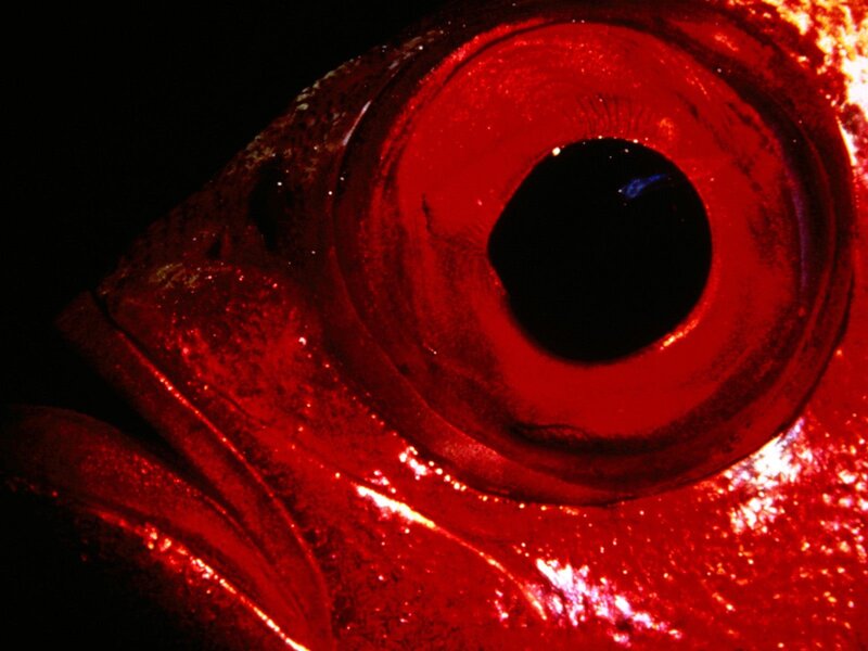 Close-up of a red fish eye