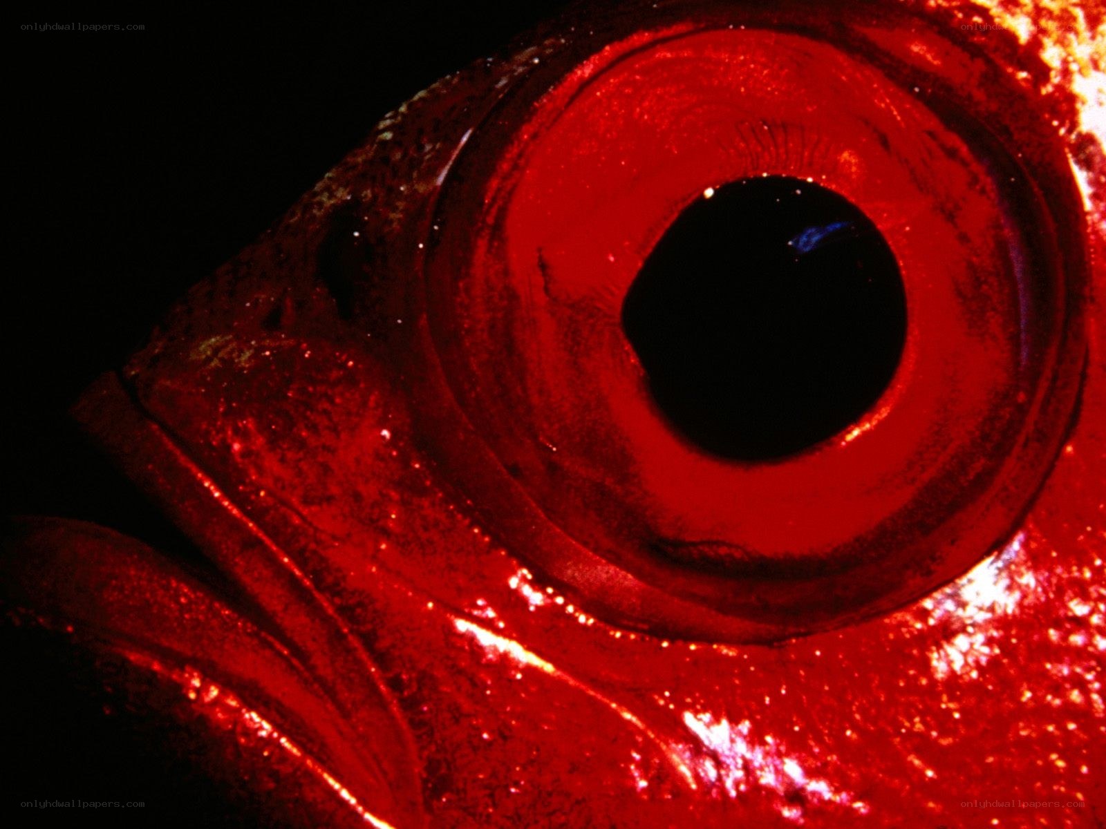 Close-up of a red fish eye