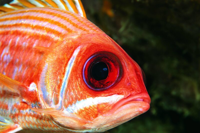 Close-up of a red fish