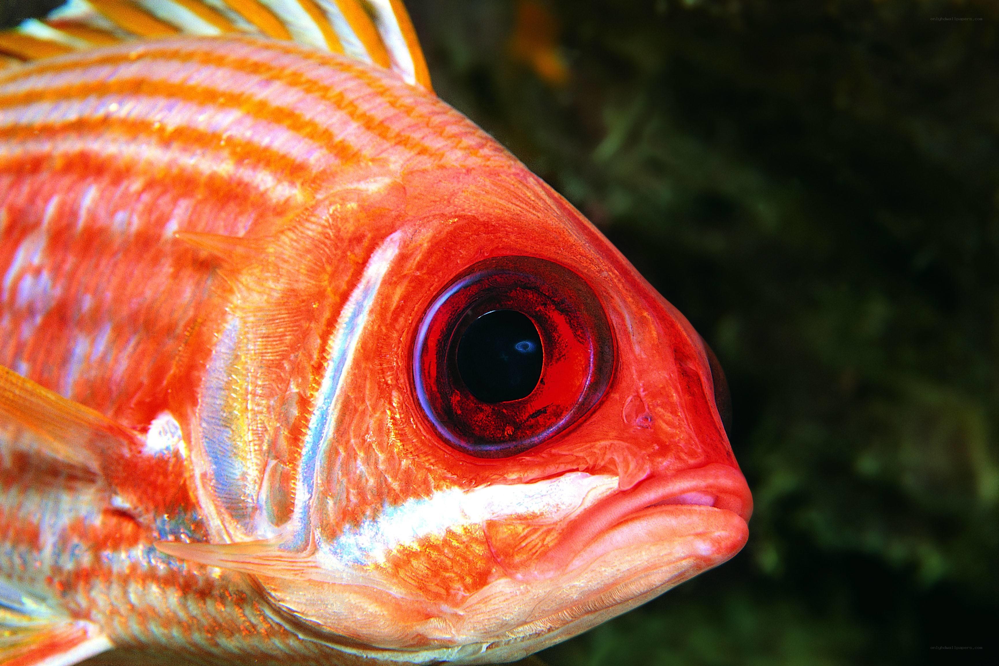 Close-up of a red fish
