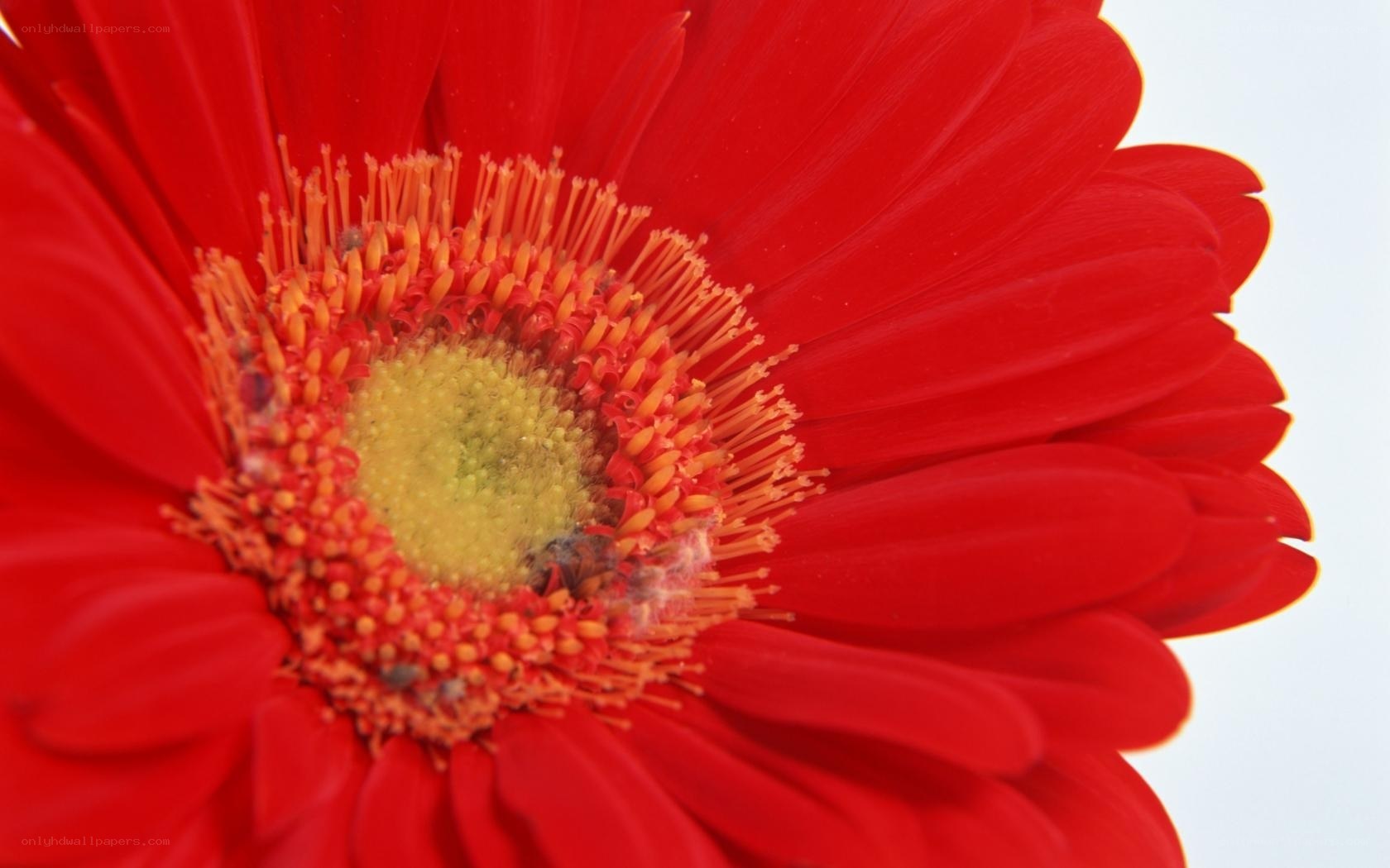 Close-up of a red flower