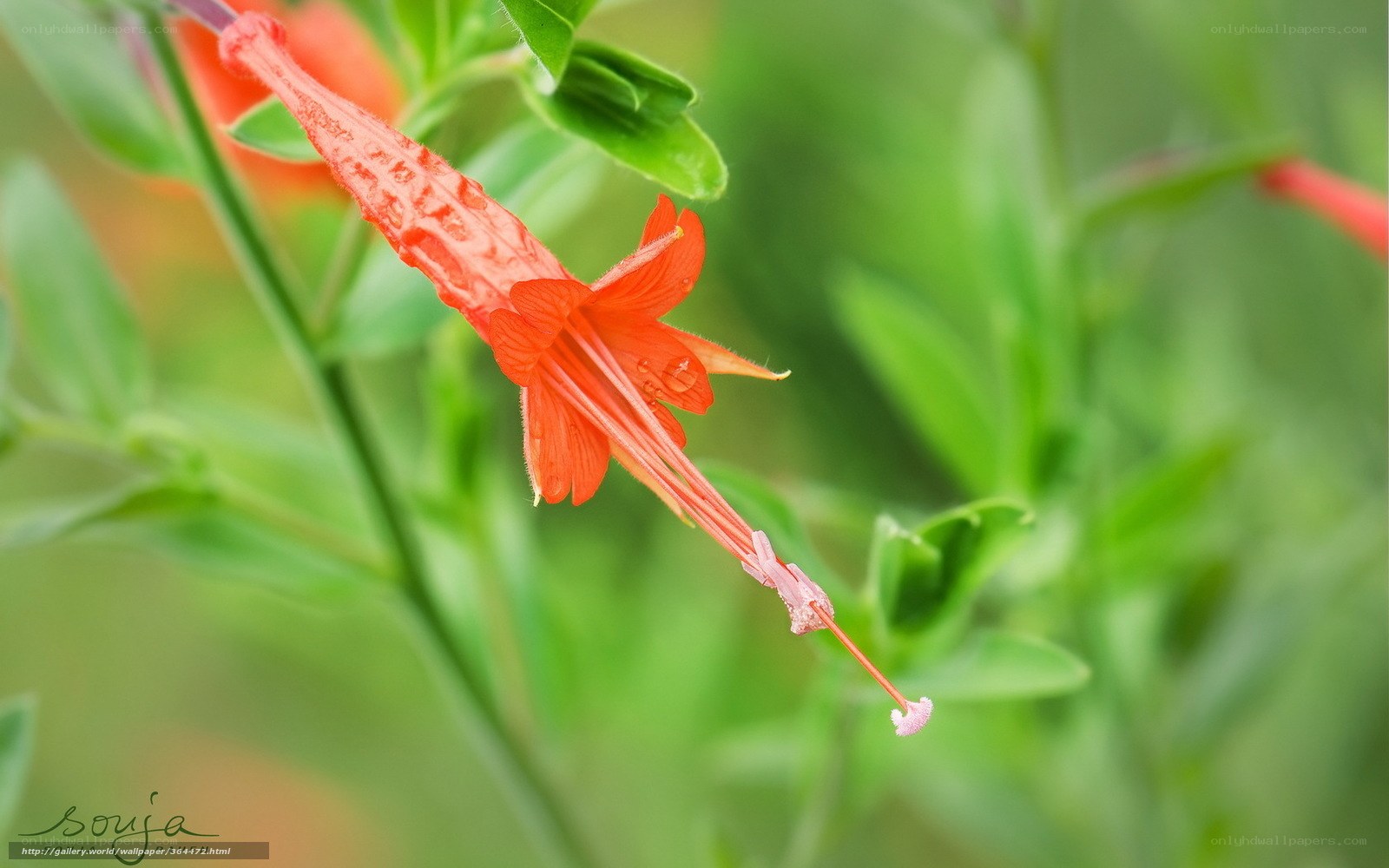 Close-up of a red flower