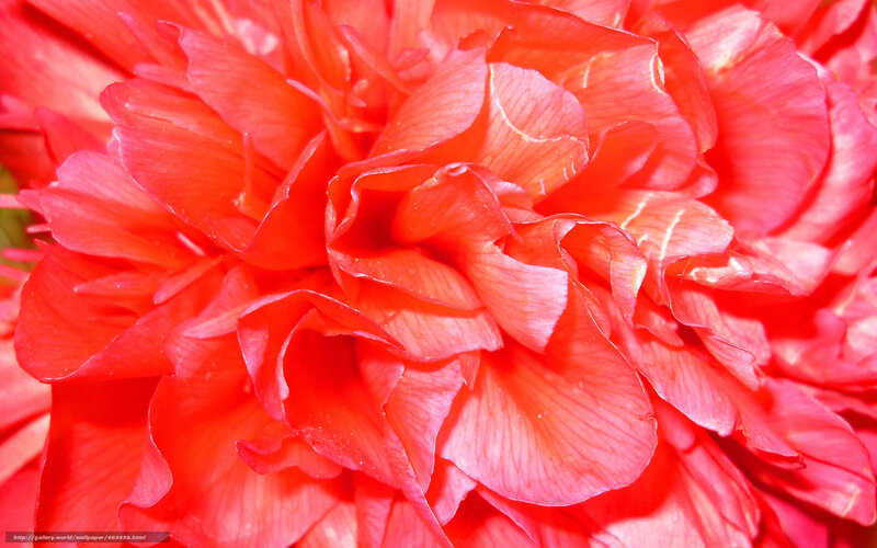 Close-up of a red flower