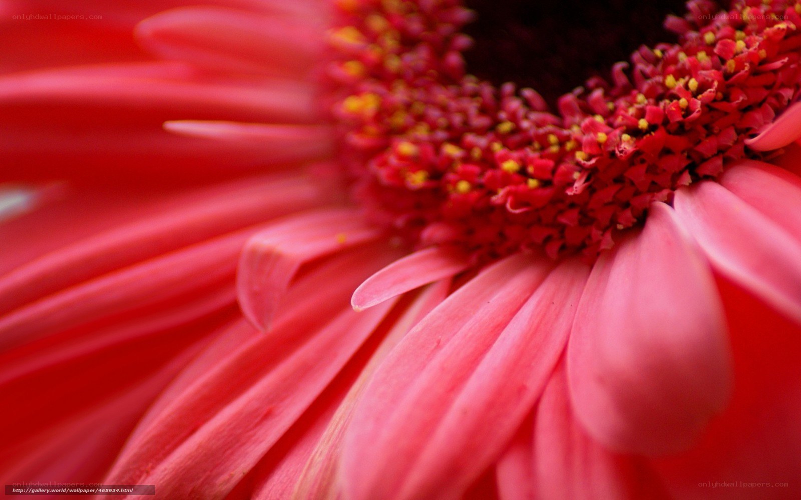 Close-up of a red flower