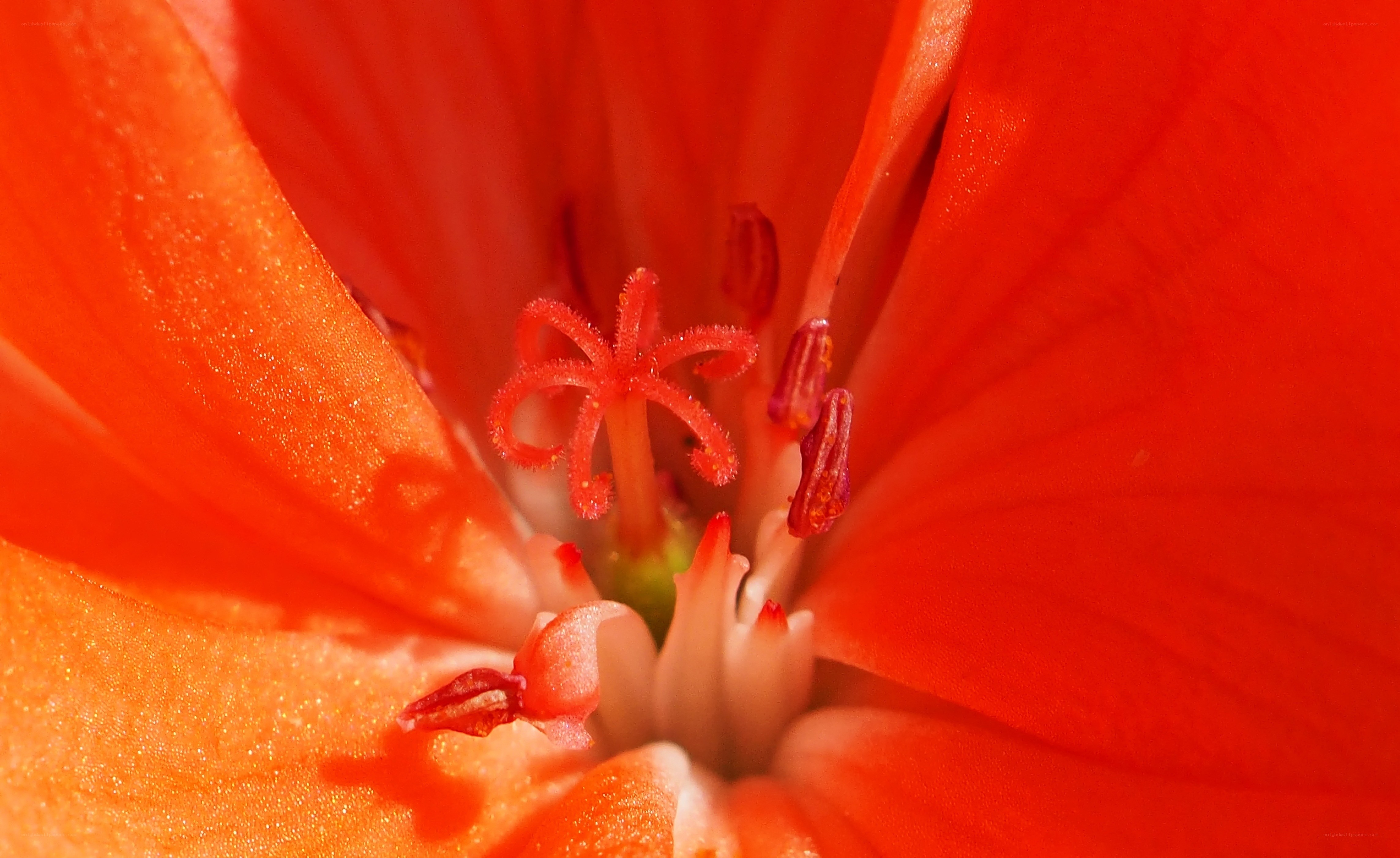 Close-up of a red flower