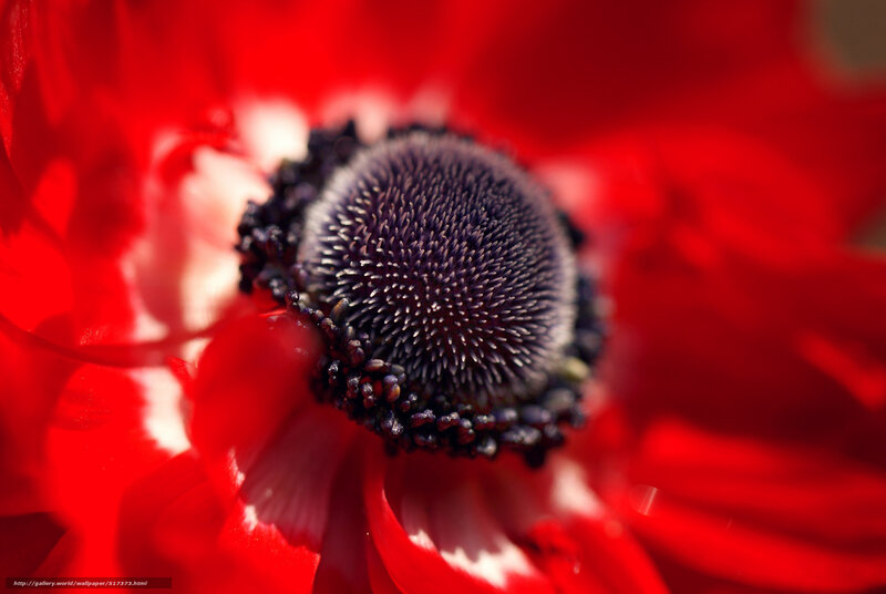 Close-up of a red flower