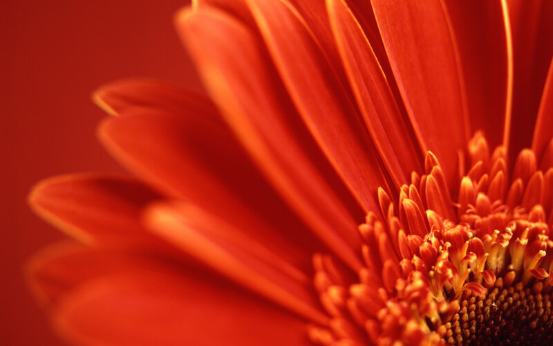 Close-up of a red flower