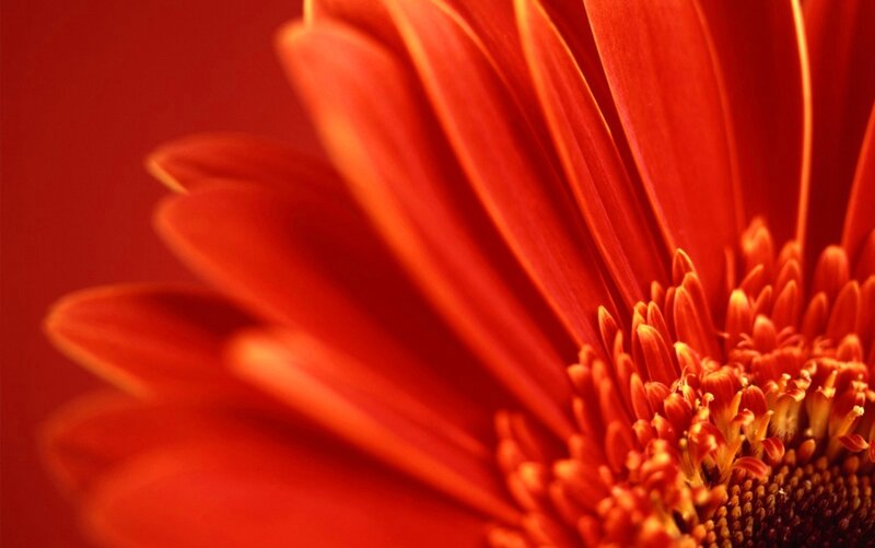 Close-up of a red flower