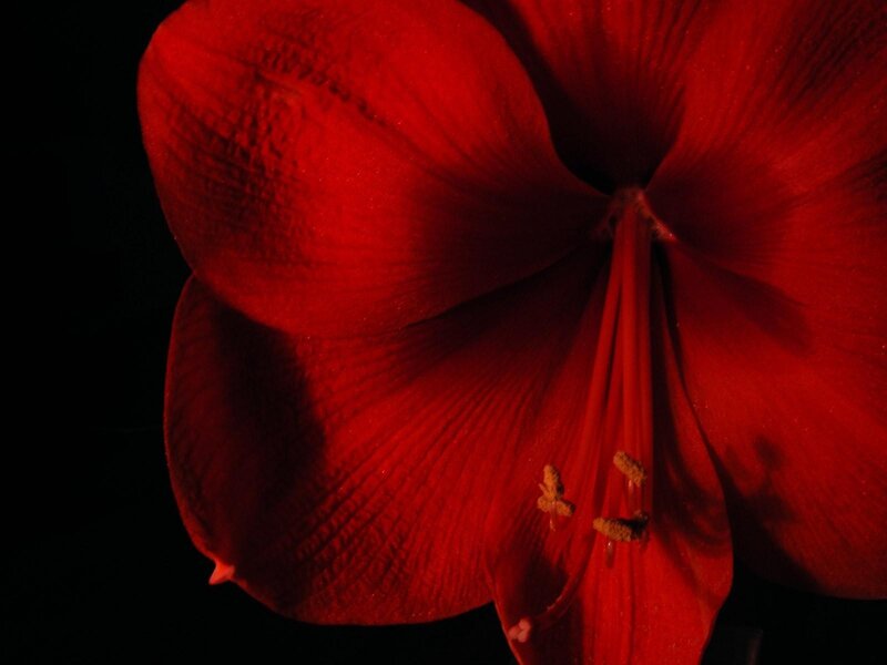 Close-up of a red flower