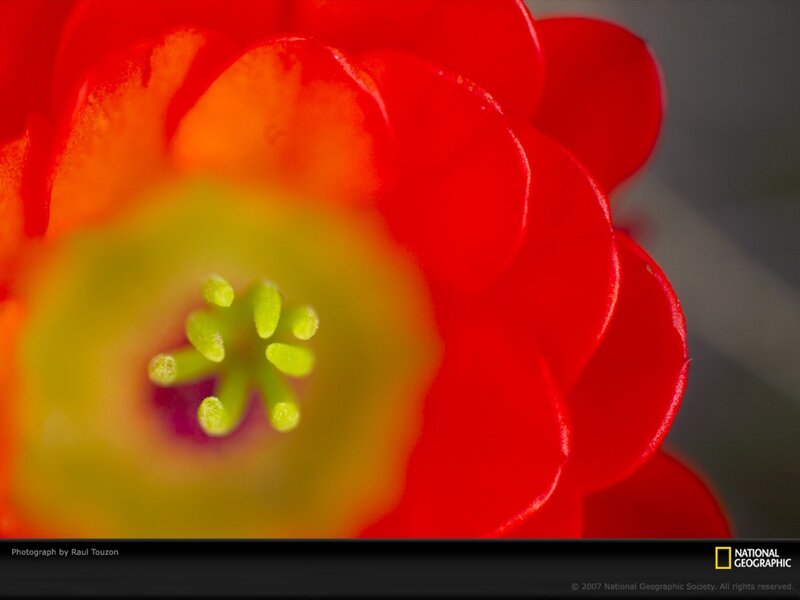 Close-up of a red flower