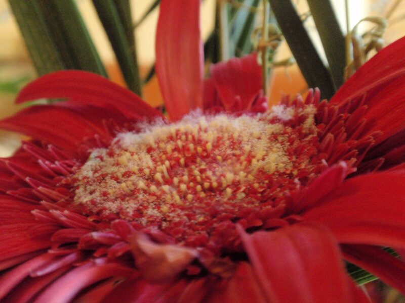 Close-up of a red flower