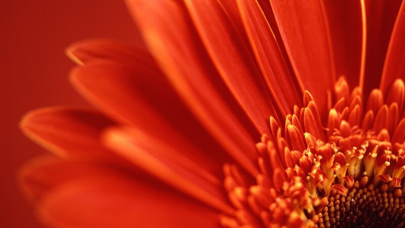 Close-up of a red flower