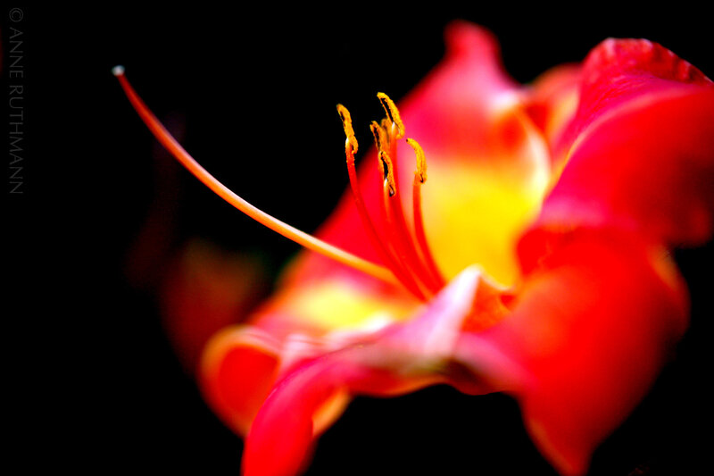 Close-up of a red flower