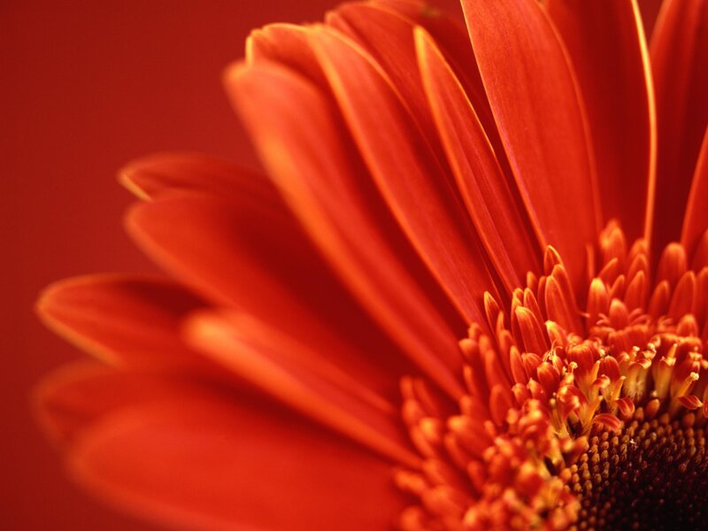 Close-up of a red flower
