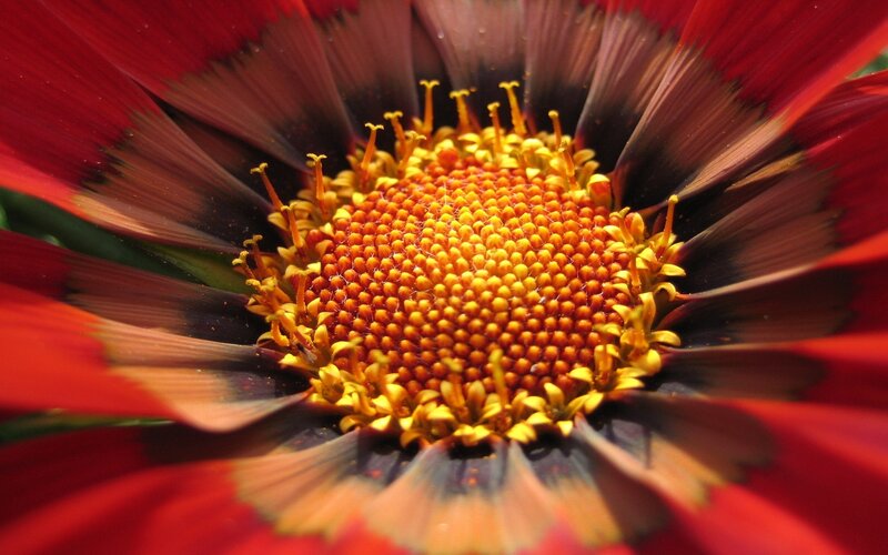 close-up of a red flower