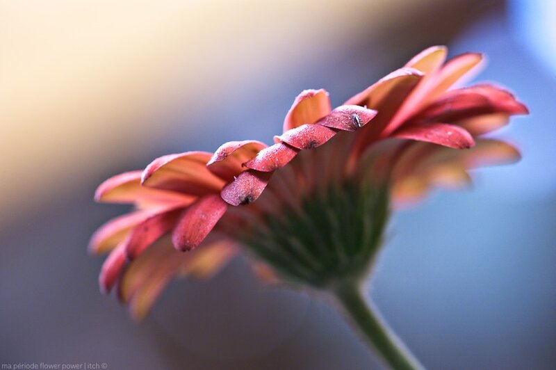 Close-up of a red flower