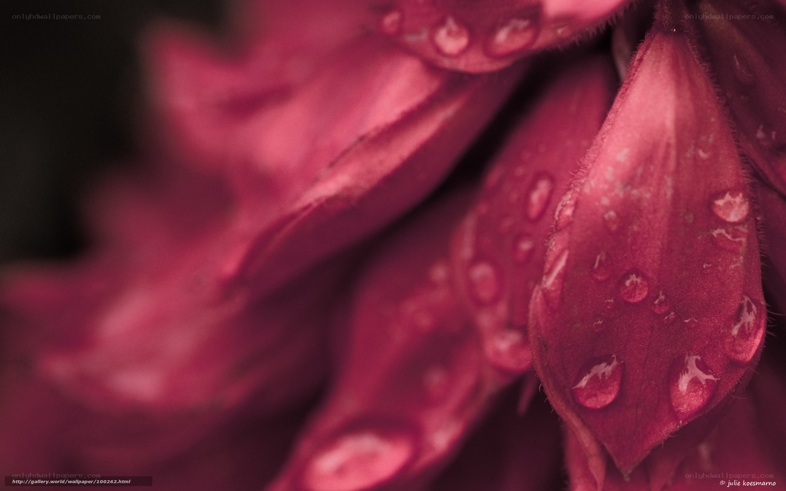 Close-up of a red flower