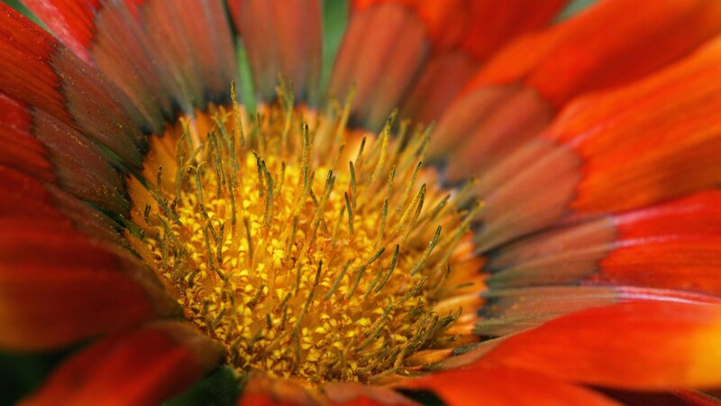 Close-up of a red flower
