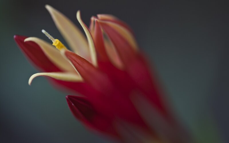 close-up of a red flower