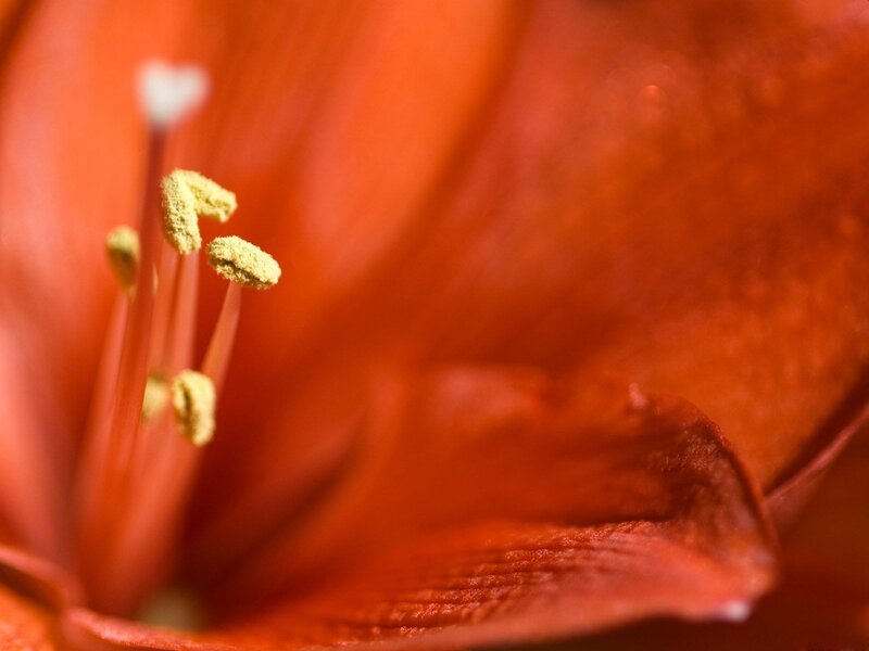 Close-up of a red flower