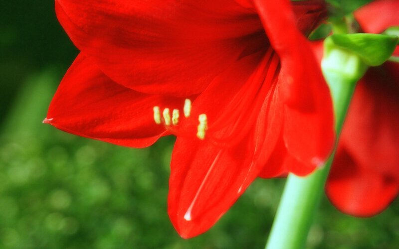 Close-up of a red flower