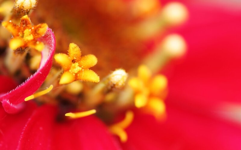 close-up of a red flower