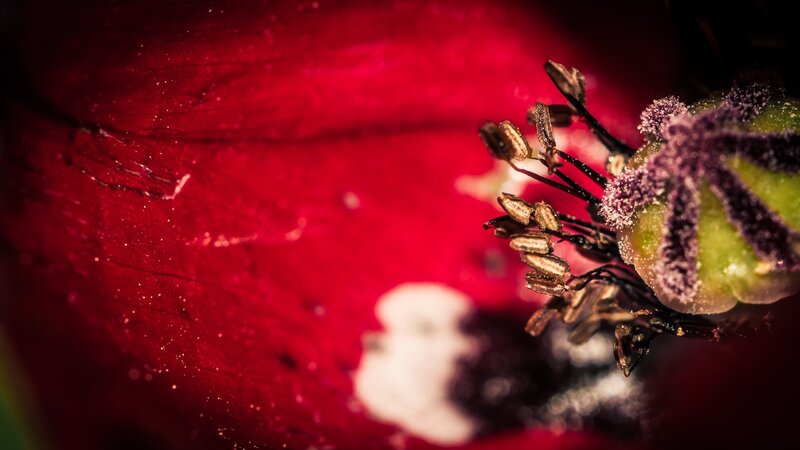close-up of a red flower