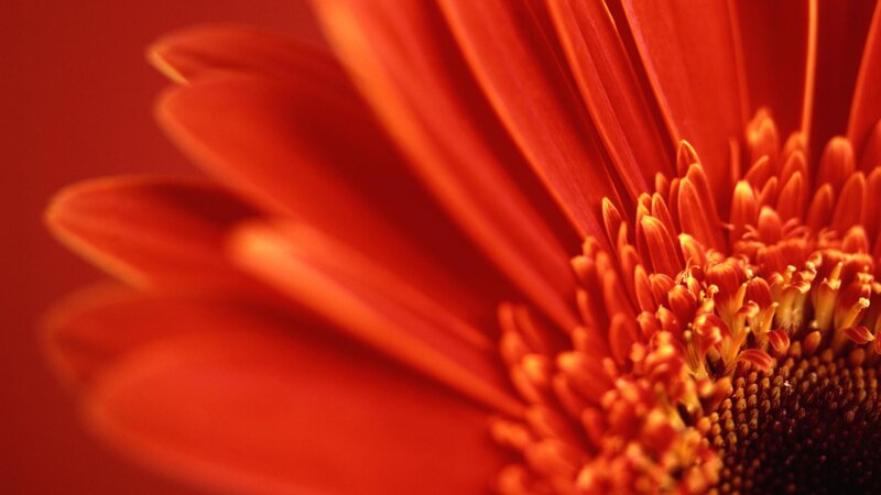 Close-up of a red flower