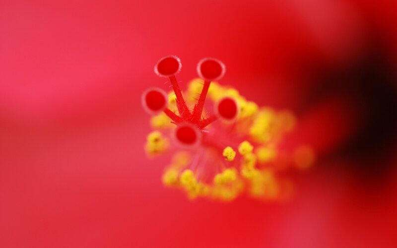 close-up of a red flower