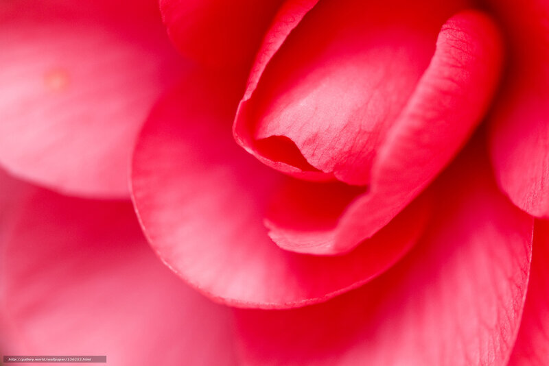 Close-up of a red flower