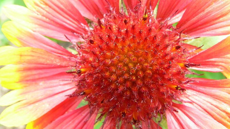 close-up of a red flower