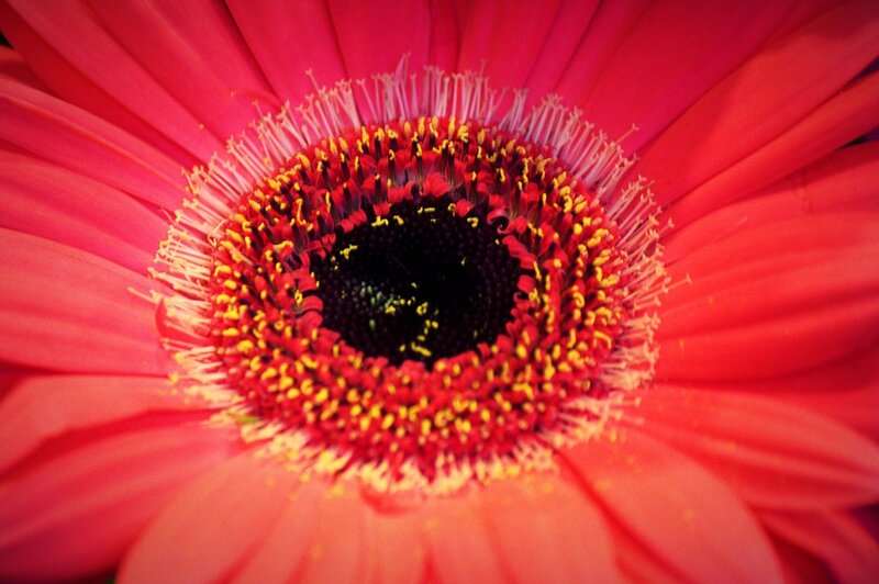 Close-up of a red flower