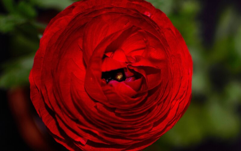 Close-up of a red flower