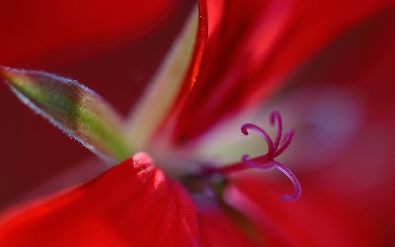 Close-up of a red flower