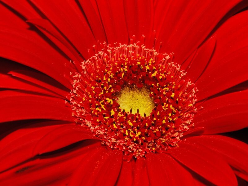 Close-up of a red flower