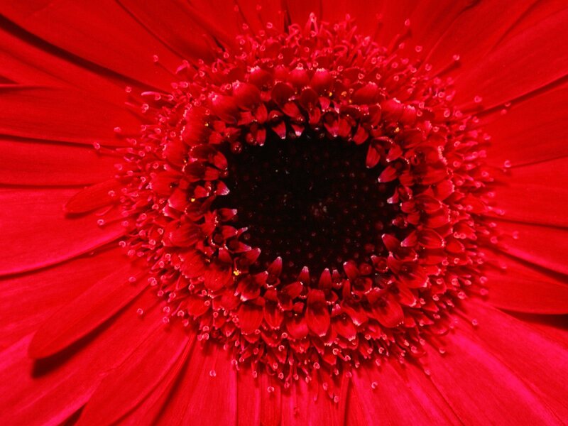 Close-up of a red flower