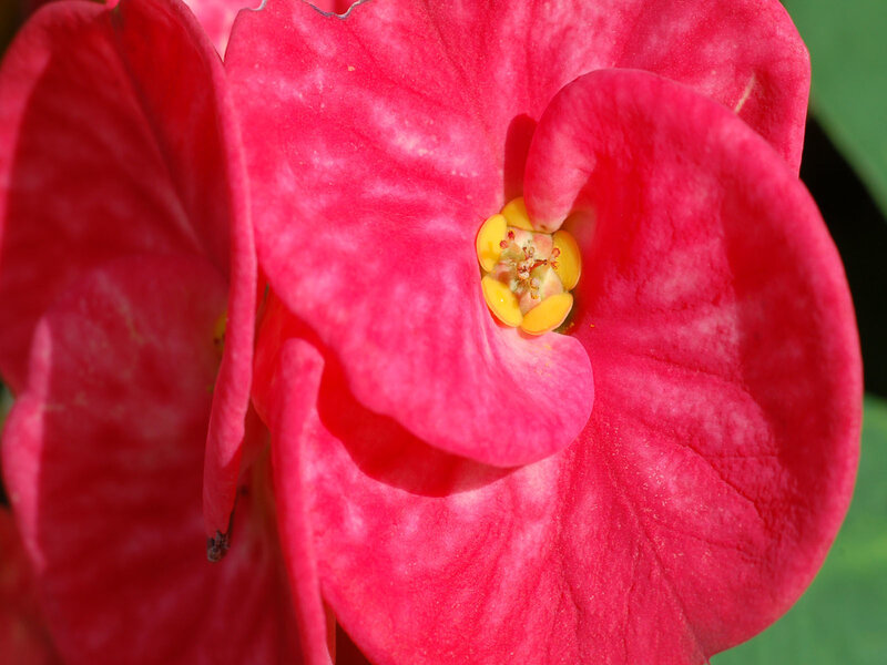 Close-up of a red flower