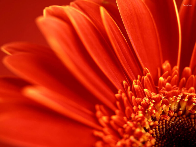 Close-up of a red flower