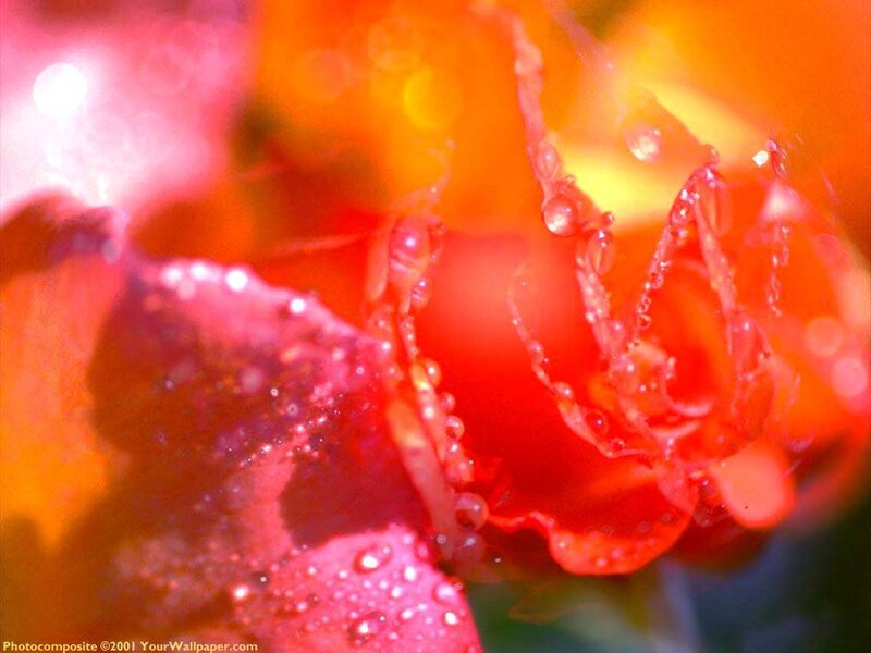 Close-up of a red flower