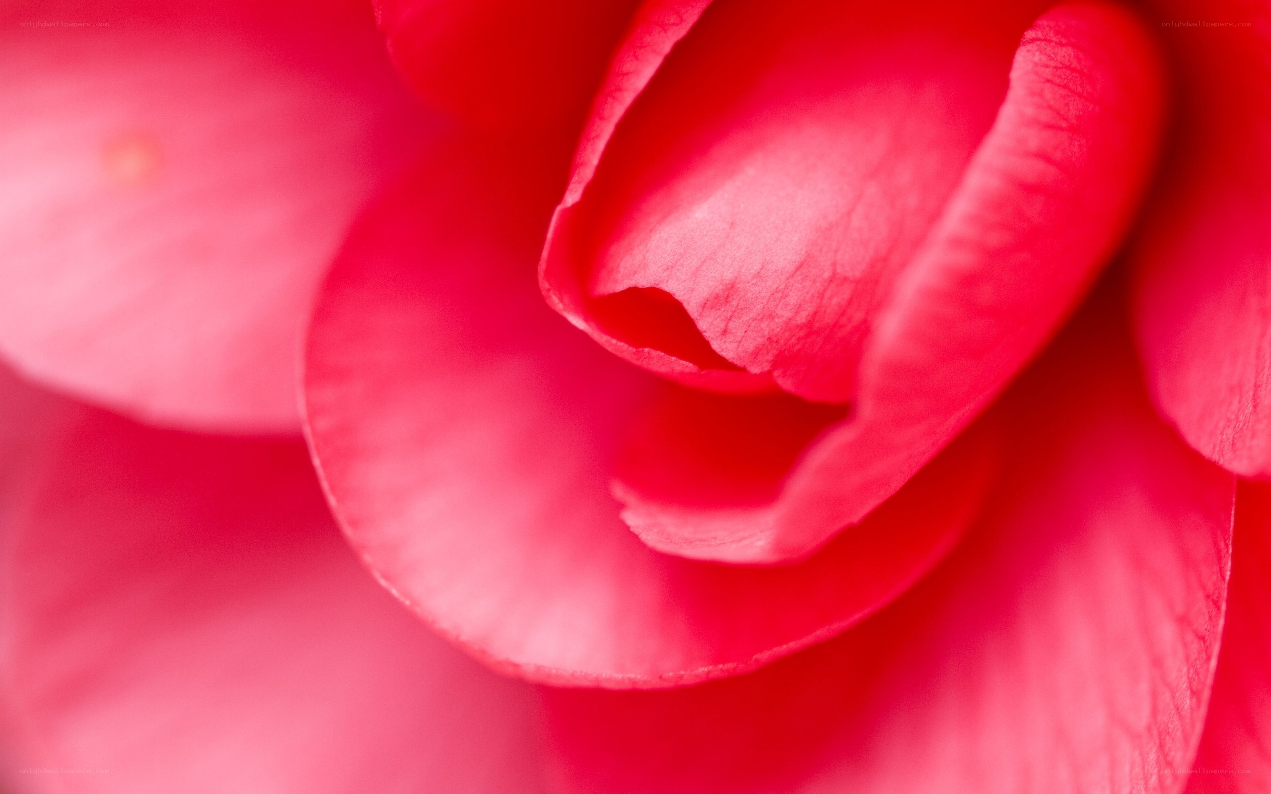 close-up of a red flower