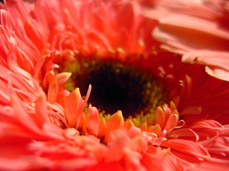 Close-up of a red flower