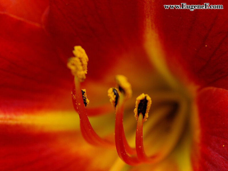 Close-up of a red flower