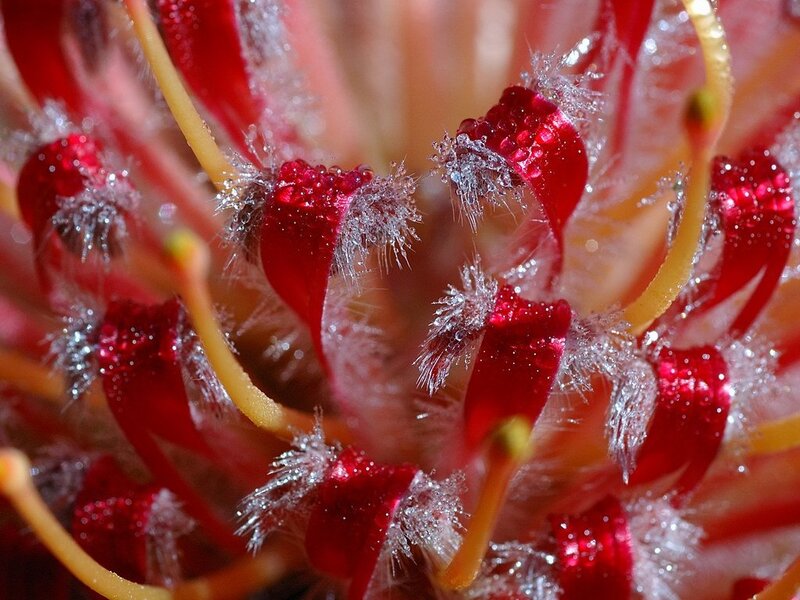 Close-up of a red flower