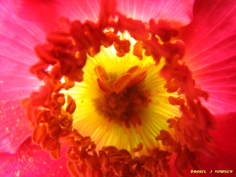 close-up of a red flower