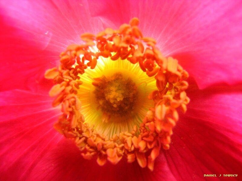 close-up of a red flower