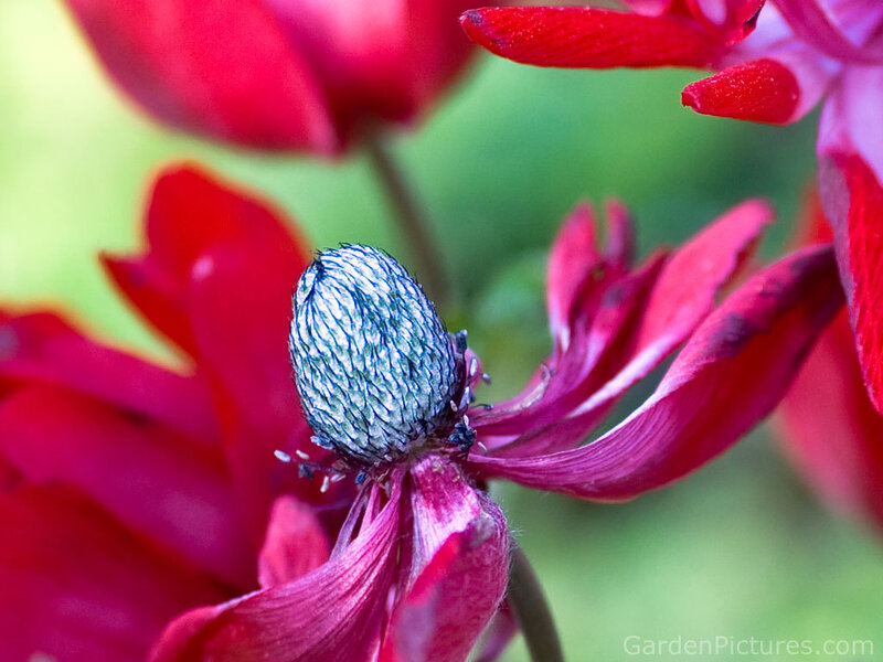 Close-up of a red flower